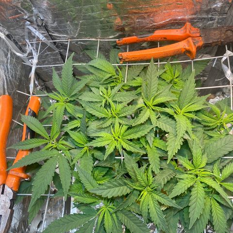 Wedding cake growlog timeline photo