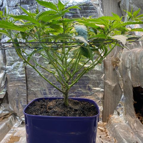 Wedding cake growlog photo: Troca de vaso e desfiliação 