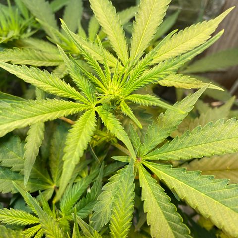 Wedding cake growlog timeline photo
