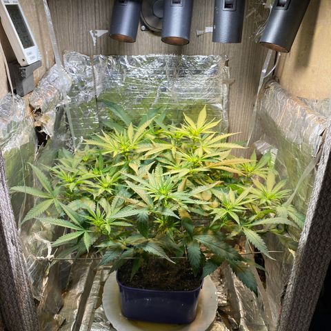 Wedding cake growlog timeline photo