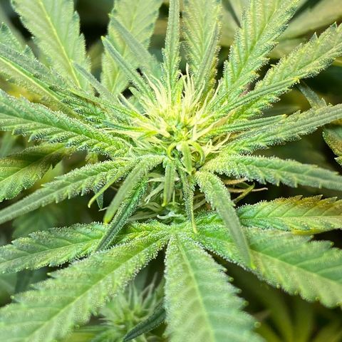 Wedding cake growlog timeline photo