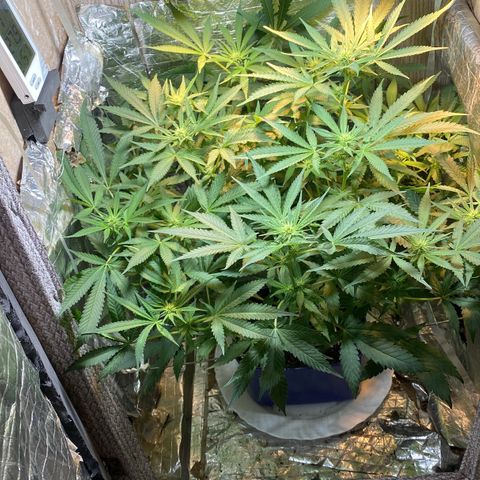 Wedding cake growlog timeline photo