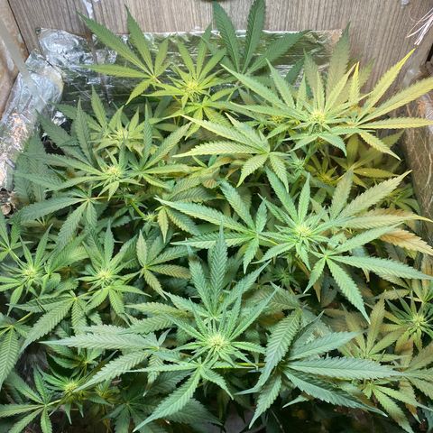 Wedding cake growlog timeline photo