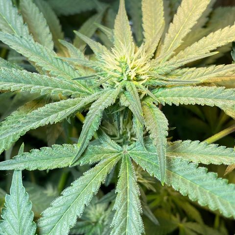 Wedding cake growlog timeline photo