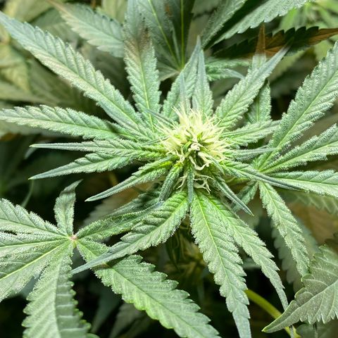 Wedding cake growlog timeline photo