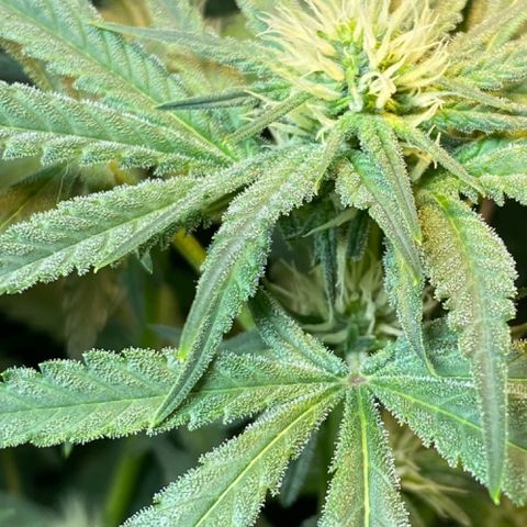 Wedding cake growlog timeline photo