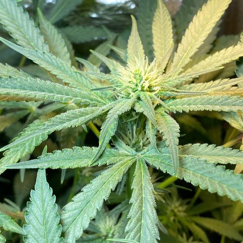 Wedding cake growlog timeline photo