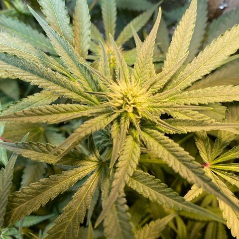 Wedding cake growlog timeline photo