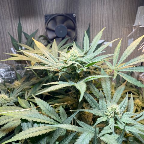 Wedding cake growlog timeline photo