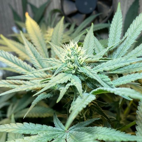 Wedding cake growlog timeline photo