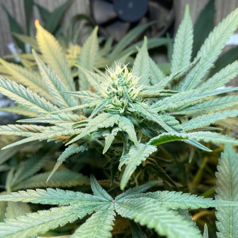 Wedding cake growlog timeline photo