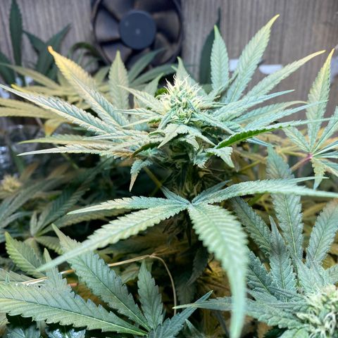 Wedding cake growlog timeline photo