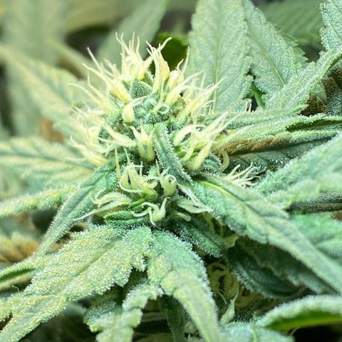 Wedding cake growlog timeline photo