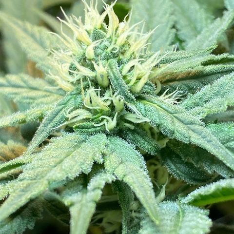 Wedding cake growlog timeline photo