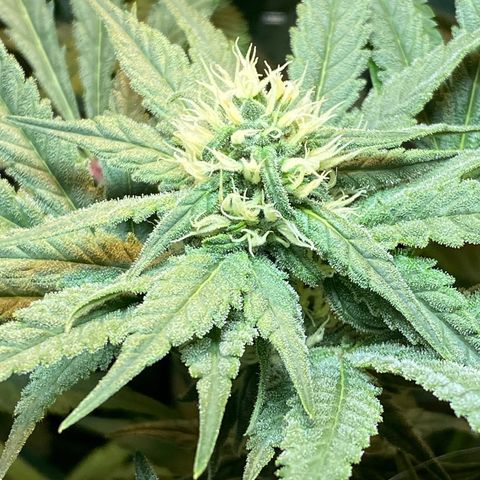 Wedding cake growlog timeline photo