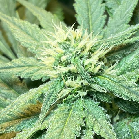 Wedding cake growlog timeline photo