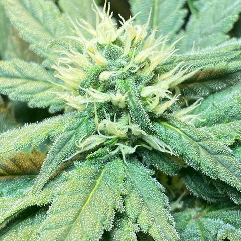 Wedding cake growlog timeline photo