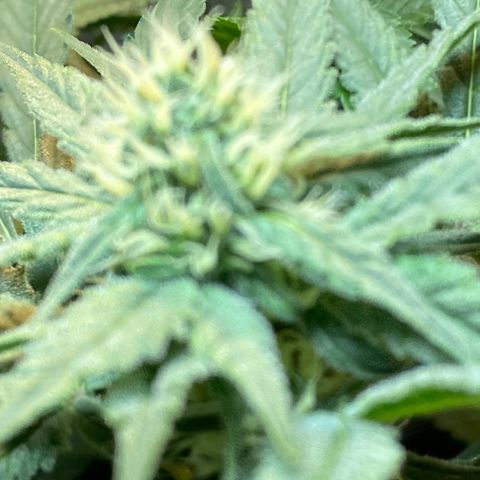 Wedding cake growlog timeline photo
