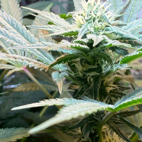 Wedding cake growlog timeline photo