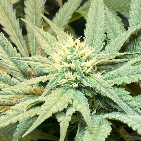 Wedding cake growlog timeline photo