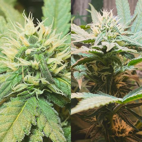 Wedding cake growlog timeline photo