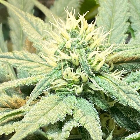 Wedding cake growlog timeline photo