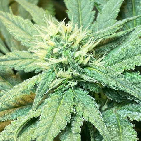 Wedding cake growlog timeline photo