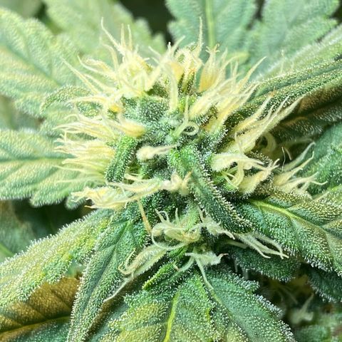 Wedding cake growlog timeline photo
