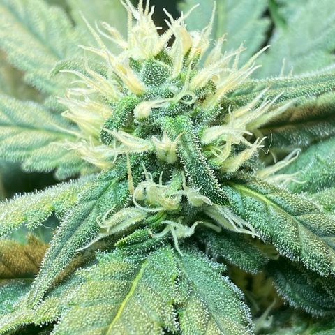 Wedding cake growlog timeline photo