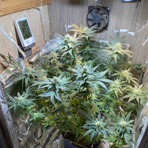 Wedding cake growlog timeline photo