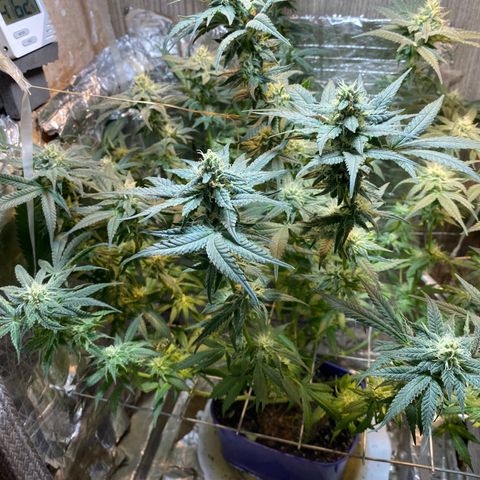 Wedding cake growlog timeline photo