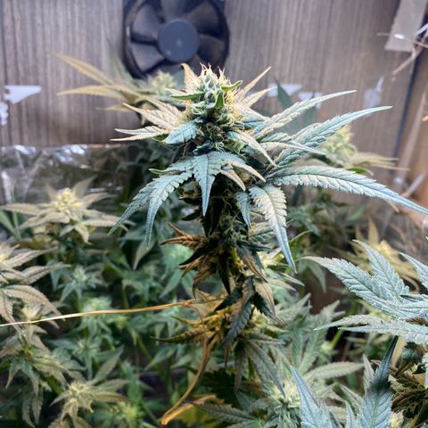 Wedding cake growlog timeline photo