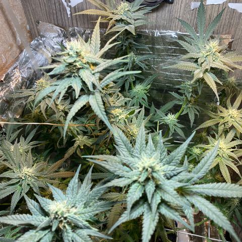 Wedding cake growlog timeline photo