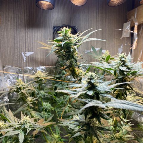 Wedding cake growlog timeline photo