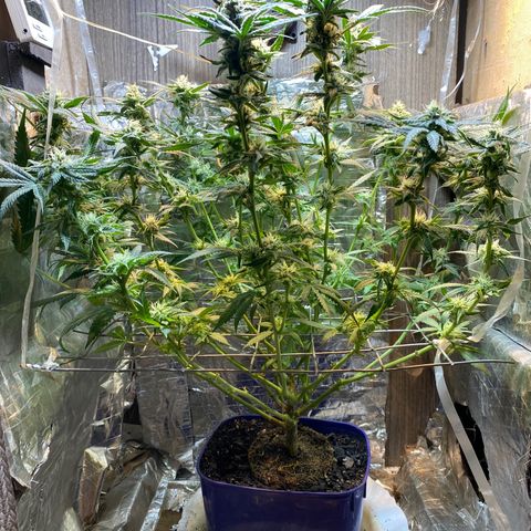 Wedding cake growlog timeline photo