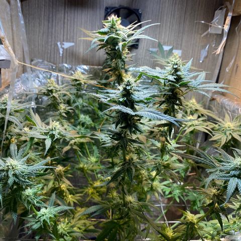 Wedding cake growlog timeline photo