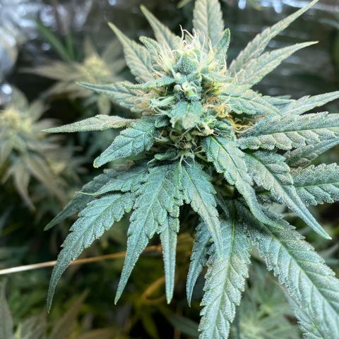 Wedding cake growlog timeline photo