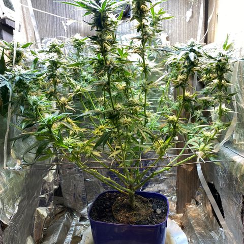Wedding cake growlog timeline photo