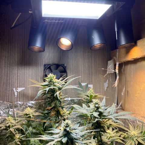 Wedding cake growlog timeline photo