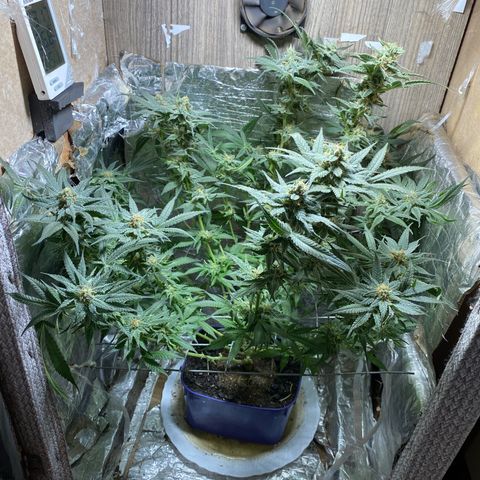 Wedding cake growlog timeline photo