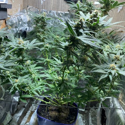 Wedding cake growlog timeline photo