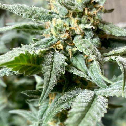 Wedding cake growlog timeline photo