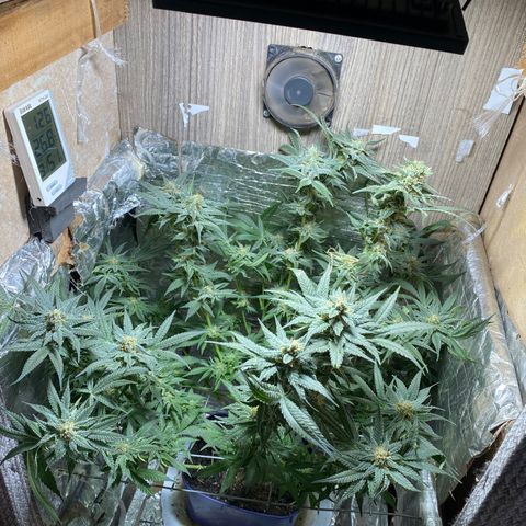 Wedding cake growlog timeline photo