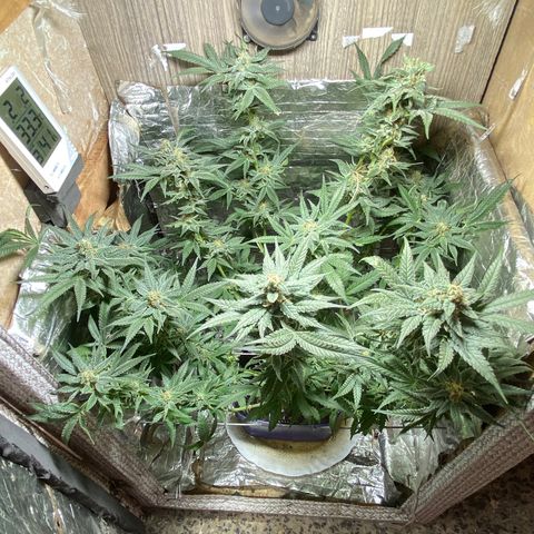 Wedding cake growlog timeline photo