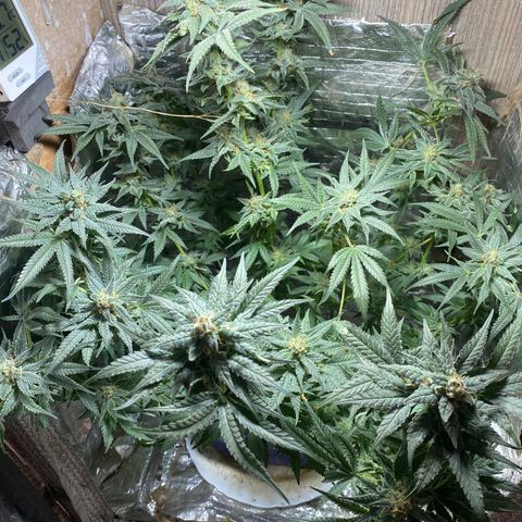 Wedding cake growlog timeline photo