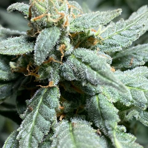 Wedding cake growlog timeline photo