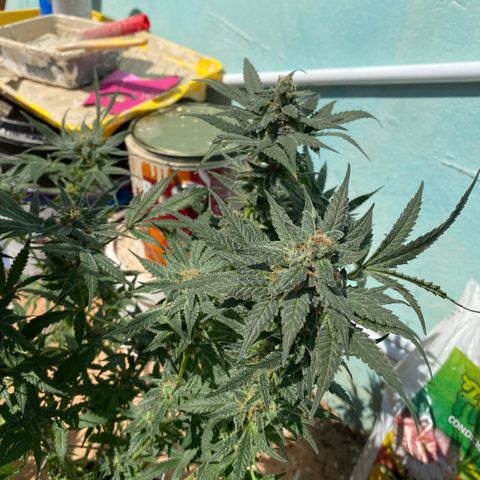Wedding cake growlog timeline photo