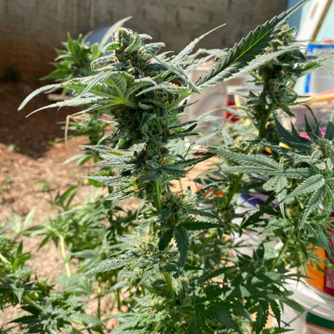 Wedding cake growlog timeline photo
