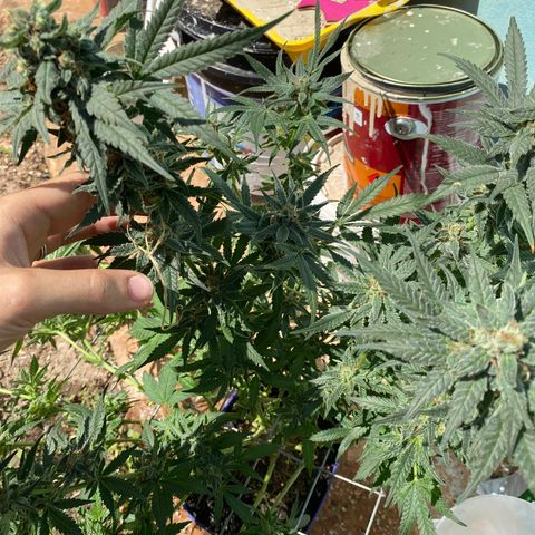 Wedding cake growlog timeline photo