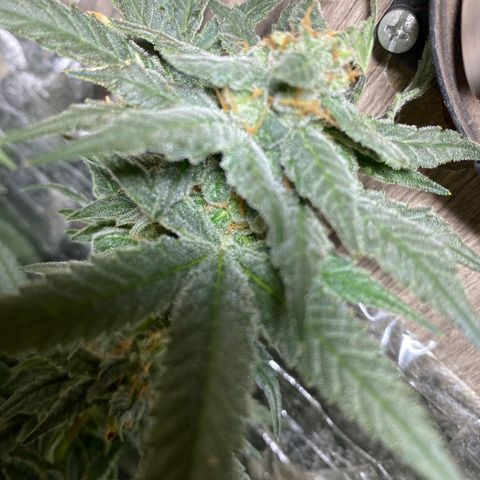 Wedding cake growlog timeline photo